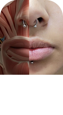anatomia aplicada para piercing seguro